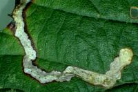 Stigmella aurella