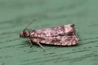 Celypha lacunana