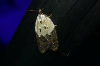 Acleris variegana