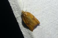 Acleris rhombana