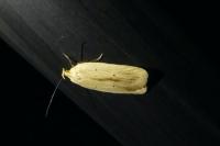 Agonopterix pallorella