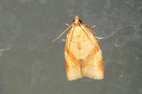 Clepsis consimilana
