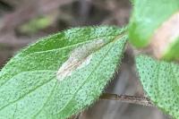 Cosmopterix pulchrimella