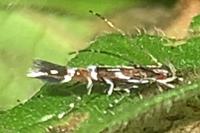 Cosmopterix pulchrimella