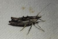 Ypsolopha scabrella