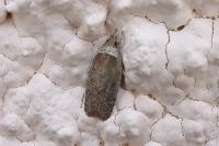 Agonopterix cnicella