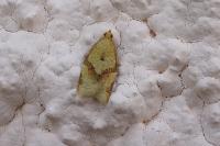 Clepsis consimilana