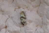 Phalonidia contractana