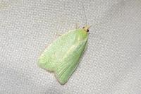 Tortrix viridana