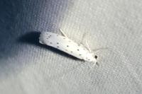 Yponomeuta