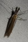 Pleurota aristella