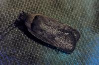 Agonopterix