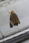 Eurodachtha pallicornella