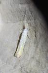 Coleophora