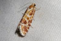 Rhyacionia pinicolana