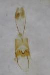 Falseuncaria ruficiliana