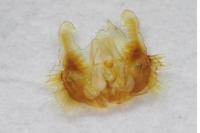 Celypha striana