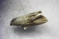Celypha striana