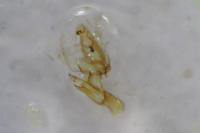 Aproaerema patruella