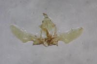 Ancylis comptana