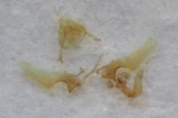 Ancylis comptana