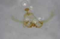 Endothenia gentianaeana