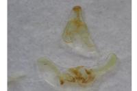 Endothenia gentianaeana
