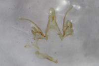 Scrobipalpa pauperella