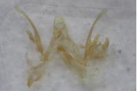 Scrobipalpa pauperella