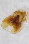 Falseuncaria ruficiliana