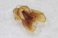 Falseuncaria ruficiliana
