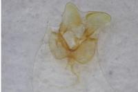 Parornix atripalpella