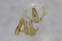 Aproaerema cinctella
