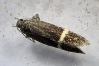 Aproaerema cinctella