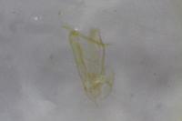 Elachista stabilella
