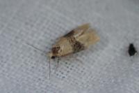 Eupoecilia ambiguella