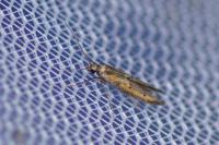 Ochromolopis ictella