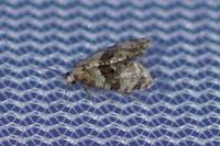 Phalonidia manniana
