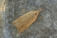 Dichomeris limosella