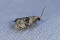 Phalonidia manniana