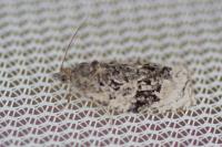 Apotomis lineana