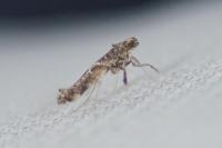 Gracillaria syringella