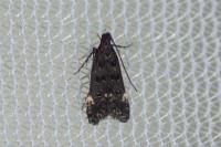 Dichomeris alacella