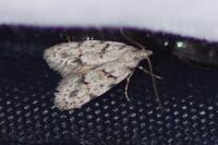 Symmoca signatella
