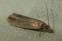 Lathronympha strigana