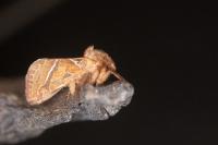 Triodia sylvina