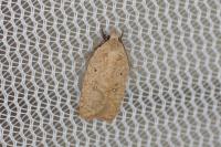 Agonopterix irrorata