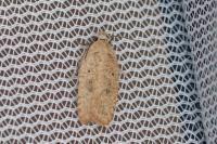 Agonopterix irrorata