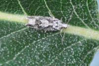 Zeiraphera isertana