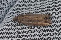 Bactra venosana